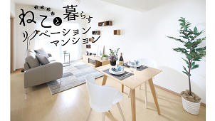 「ねこと暮らすリノベーションマンション」　スター・マイカと損保が共同企画