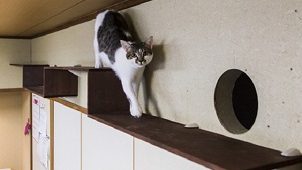 日本ライフスタイル協会、「猫との住まいアドバイザー」資格認定講座を開催