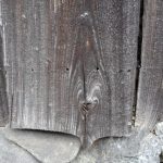 釘が抜けた外壁板張りの例。木の乾燥収縮により数十年の間に一定の確率で発生する。劣化しにくく抜けにくいステンレス製のスクリュー釘を選定するなど、耐久性の高い接合具を見定めたい