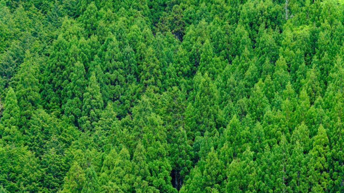 2022年の外国資本による森林取得　北海道など20件