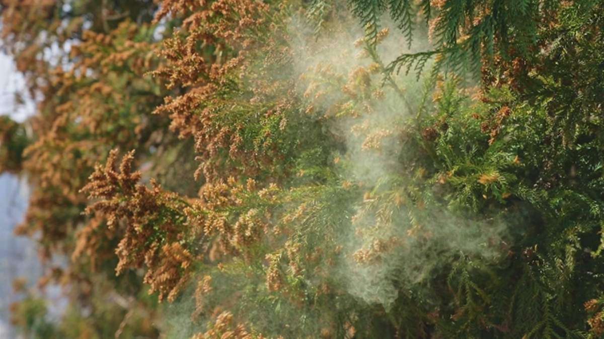 「全国森林計画」が閣議決定　花粉症対策を加速