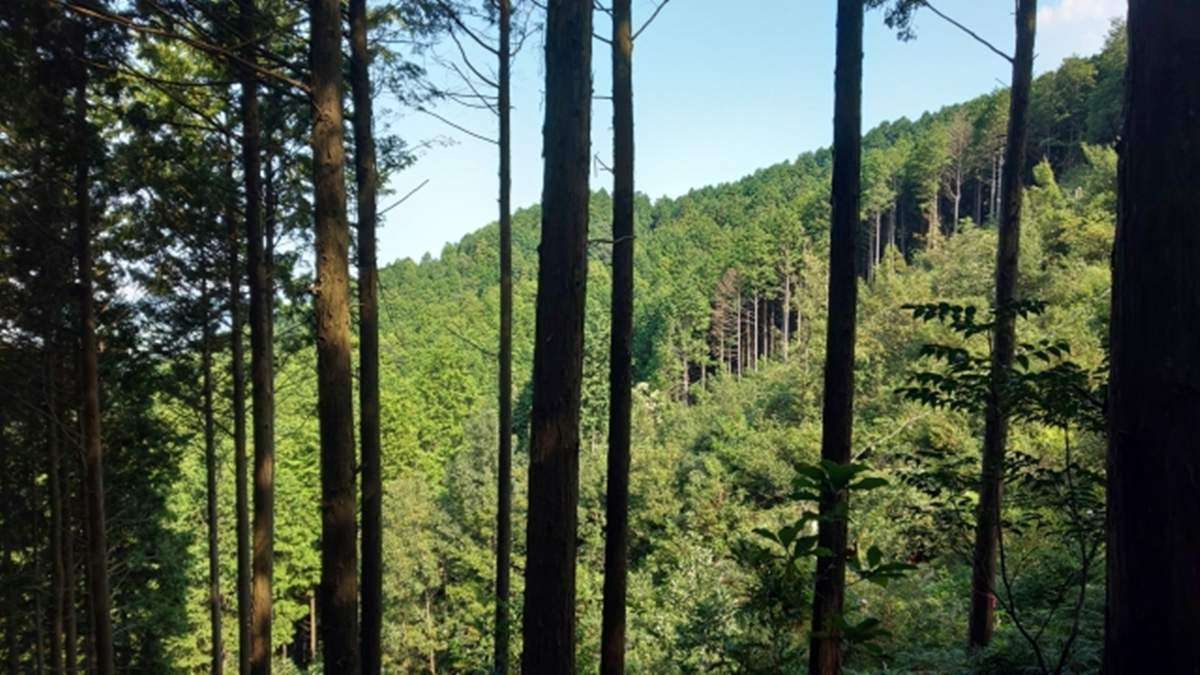 森林面積割合、55％に　森林環境譲与税の配分見直し