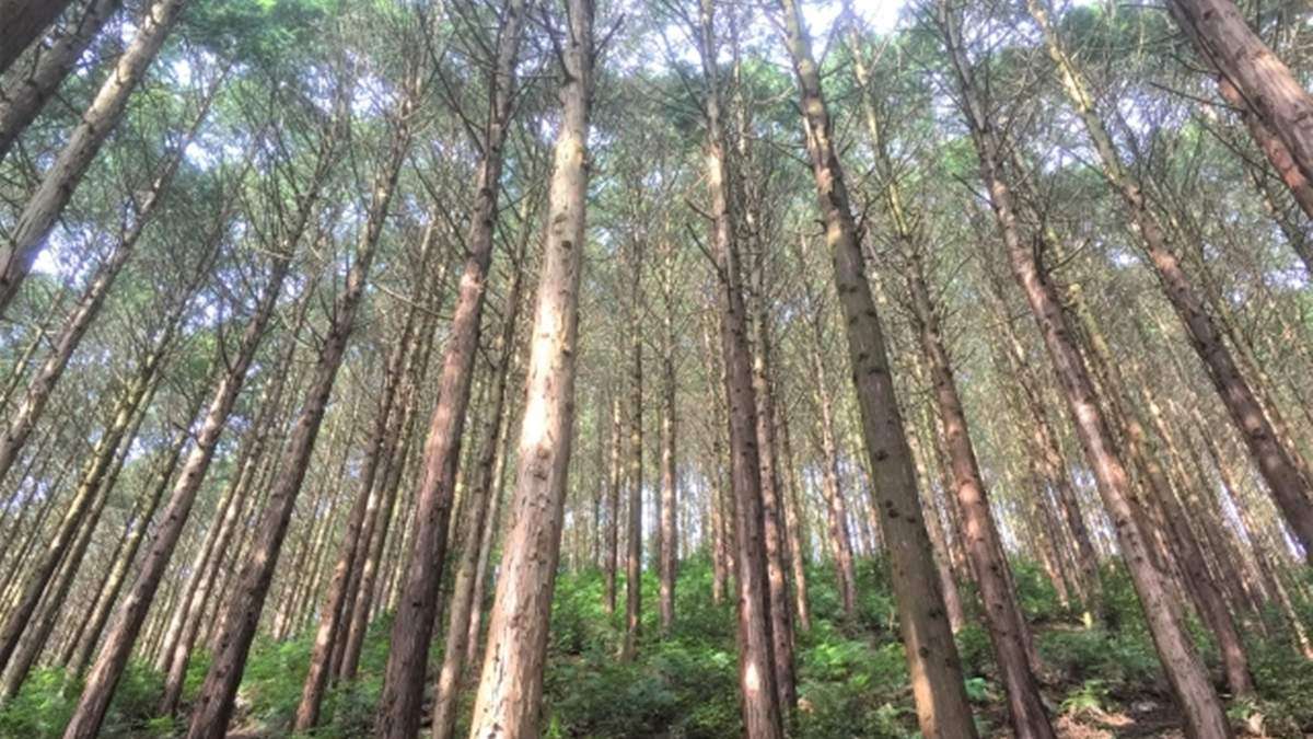 再造林コスト含め価格設定「立木市場」開設へ報告書―業界団体
