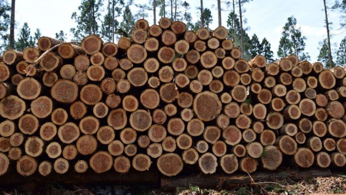 建築木材需要量が減少　国内自給率は増加―林野庁23年度調査
