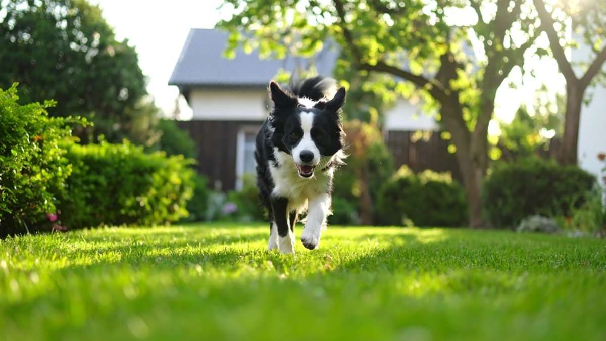 愛犬に必要な設備は「広い庭やドッグランスペース」　NEXER調べ