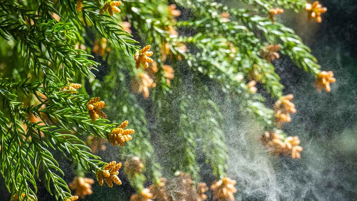 ="住団連、花粉対策のスギ材利用状況を報告 構造強度に課題も" 住団連、花粉対策のスギ材利用状況を報告 構造強度に課題も